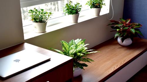 Green plants in the one bedroom apartment